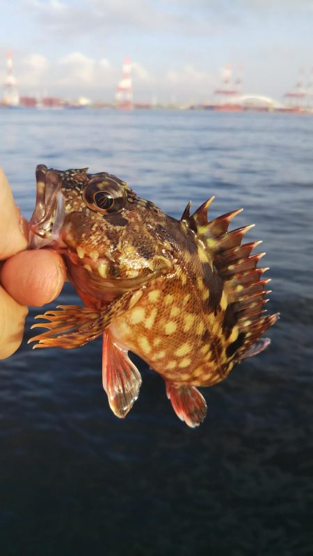 ガシラ14  サバ1