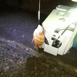 苅屋海岸のキス釣り