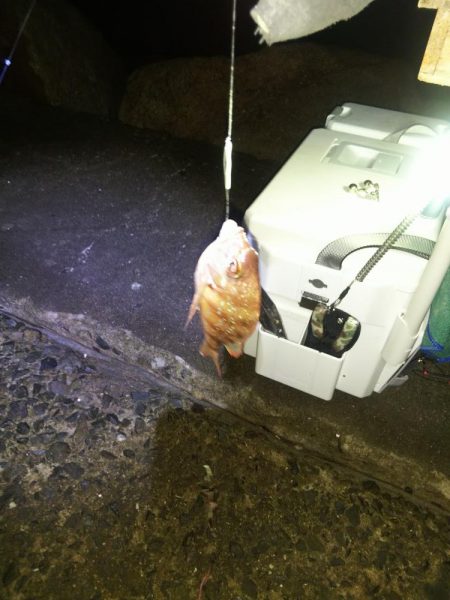 苅屋海岸のキス釣り