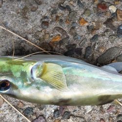 毎度です。なぶらには縁も距離も遠いです(笑)