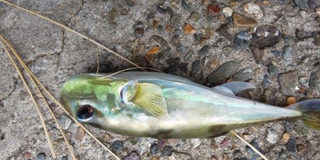 毎度です。なぶらには縁も距離も遠いです(笑)