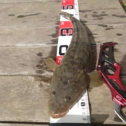 マゴチになります！