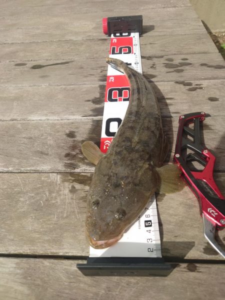 マゴチになります！