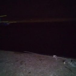 コウイカだった。