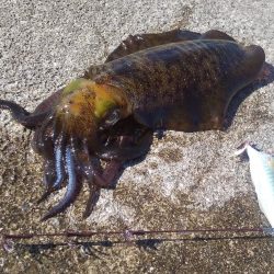 エギングとヤエン