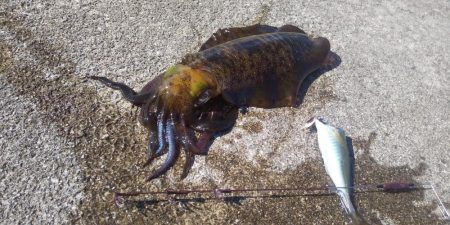 エギングとヤエン