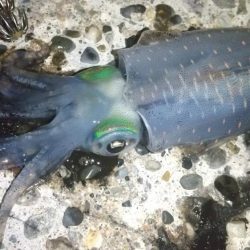 朝マズメでアオリイカ狙い