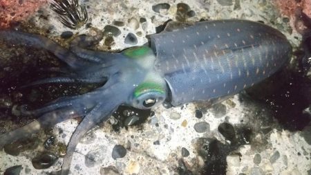 朝マズメでアオリイカ狙い