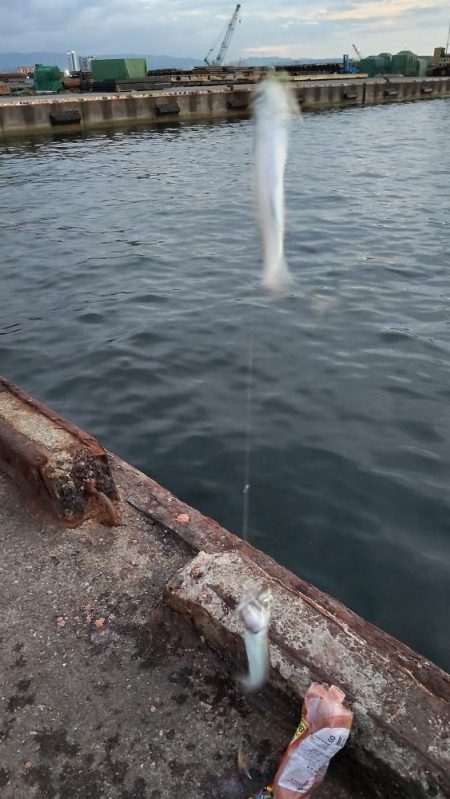 ステージ2 サビキでイワシとサバ