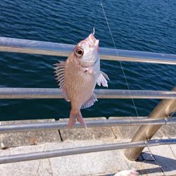 サビキで4目。のませは不発。