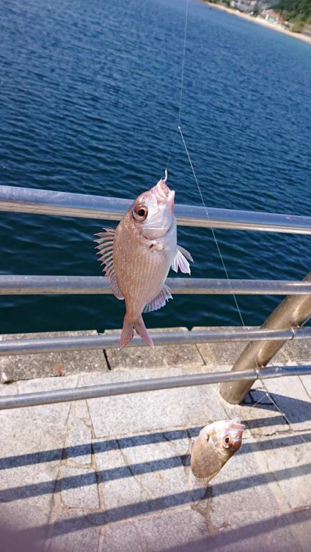 サビキで4目。のませは不発。