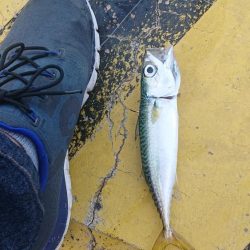 無念のサビキ釣り