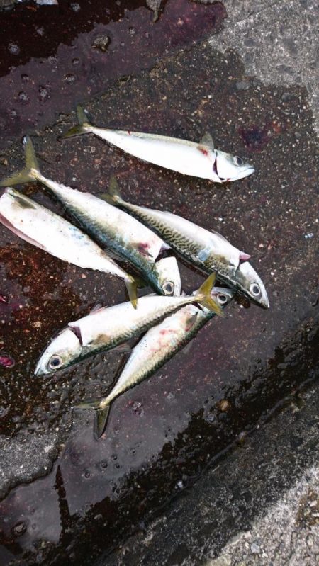 沖堤ショアジギングでメジロ、ハマチ、タチウオ