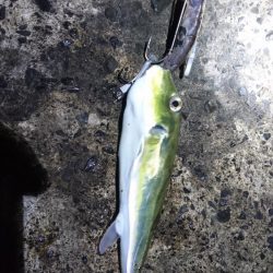 サゴシ不在でアオリエギングに変更