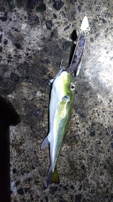 サゴシ不在でアオリエギングに変更