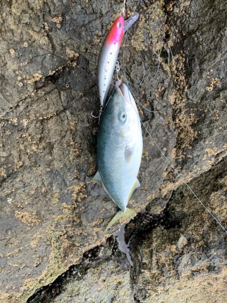 ブリ　多数　トライデント150(シンキングミノー)