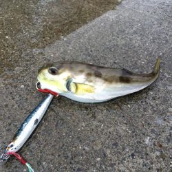 気仙沼大島釣行