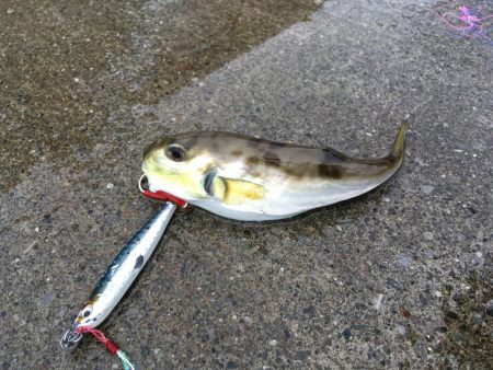 気仙沼大島釣行