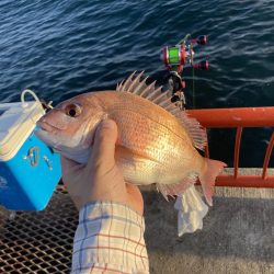 今秋、平磯のマダイ好調なのでは？