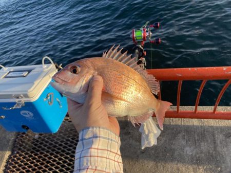 今秋、平磯のマダイ好調なのでは？