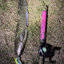 久しぶりのナマズ釣り