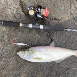 ショアジギ ヒラ祭り