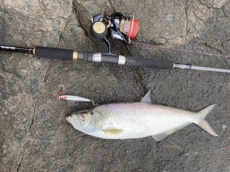 ショアジギ ヒラ祭り