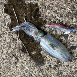 ひさびさの墨まみれ