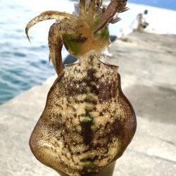 デイエギング★アオリイカ