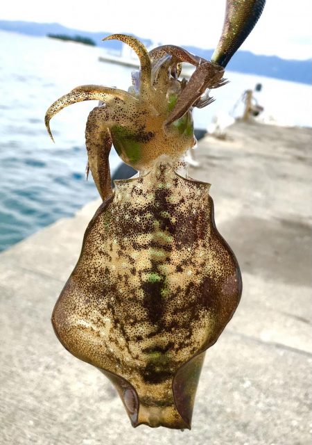 デイエギング★アオリイカ