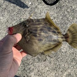 アジ&カワハギ&マハタ&太刀魚の生態調査