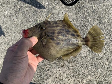 アジ&カワハギ&マハタ&太刀魚の生態調査