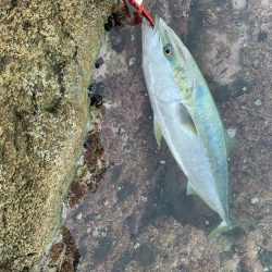 ショアジギング ブリ 道南津軽海峡