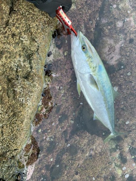 ショアジギング ブリ 道南津軽海峡