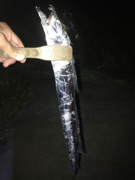 夕マズメの太刀魚釣り