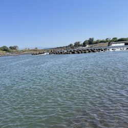 今年初めての白川