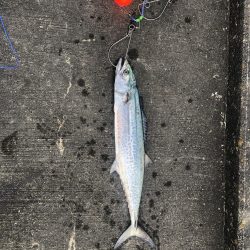 タチウオどこいった?