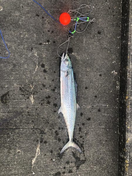 タチウオどこいった?