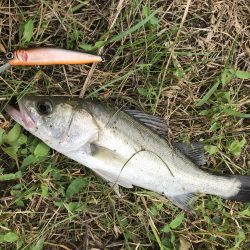 スズキが水面をバコーンとキタ！！