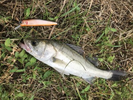 スズキが水面をバコーンとキタ！！