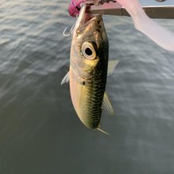 湾奥、鯖だらけ！