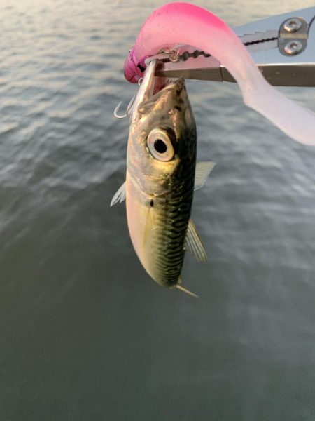 湾奥、鯖だらけ！