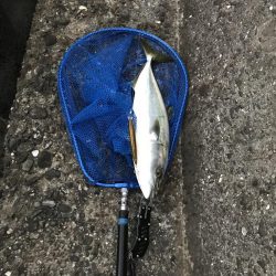 泉佐野でハマチ大(ほぼメジロ)