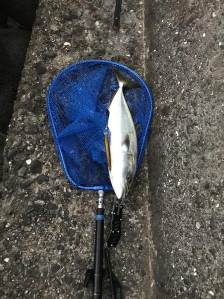 泉佐野でハマチ大(ほぼメジロ)