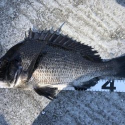 イチノ兄弟、釣果！