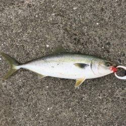 ファミリーフィッシング4