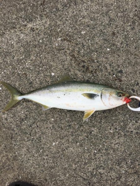 ファミリーフィッシング4