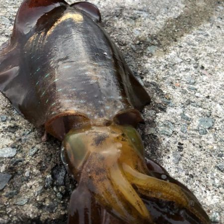 2021 佐渡ヶ島エギング 22回目