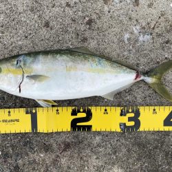 帰省中釣果‼️