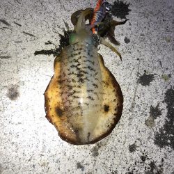 2021 佐渡ヶ島エギング 23回目